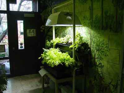 Indoor Garden Ideas (2)