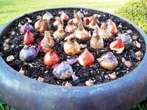 Bulb Garden (3)