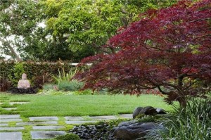 Japanese Maple (3)