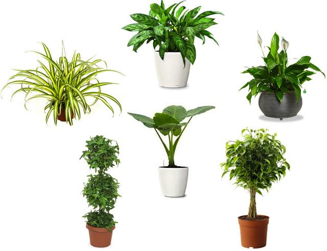 air-purifying-indoor-plants-l-fyow4o