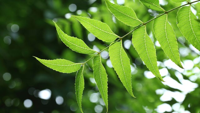 neem-leaves-640x360