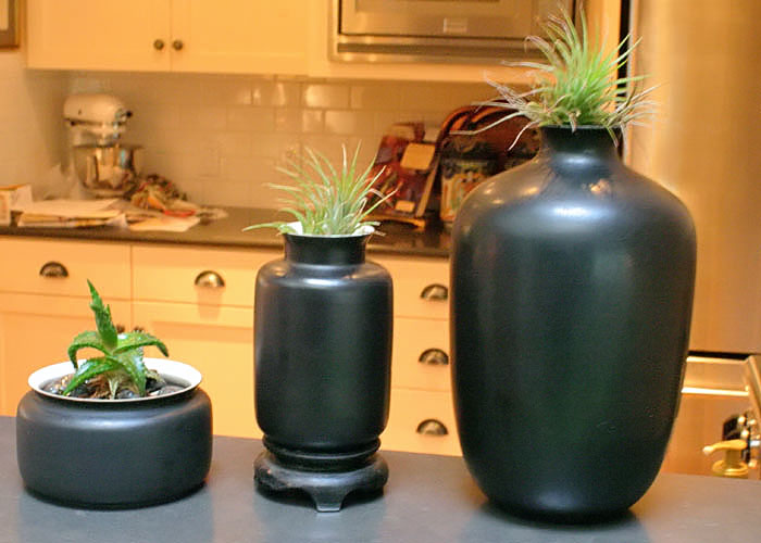 air-plants