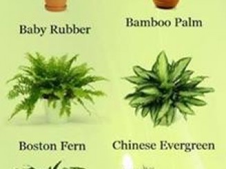 indoor-plants-that-clean-indoor-air-it-is-super-easy-to-take-care-of-these-houseplants