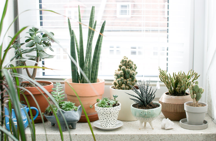 indoor-plants-winter-care