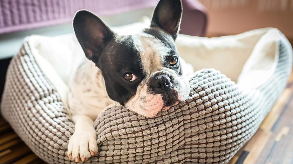 Make Your Home More Pet Friendly Interior Design Blogs