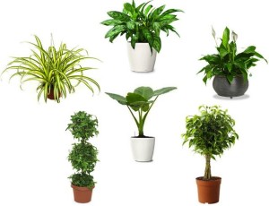 How to get healthy indoor plants? air purifying indoor plants l fyow4o