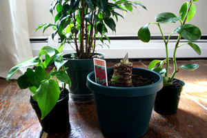 indoor plants 1 Interior Design Blogs