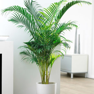 Areca-Palm