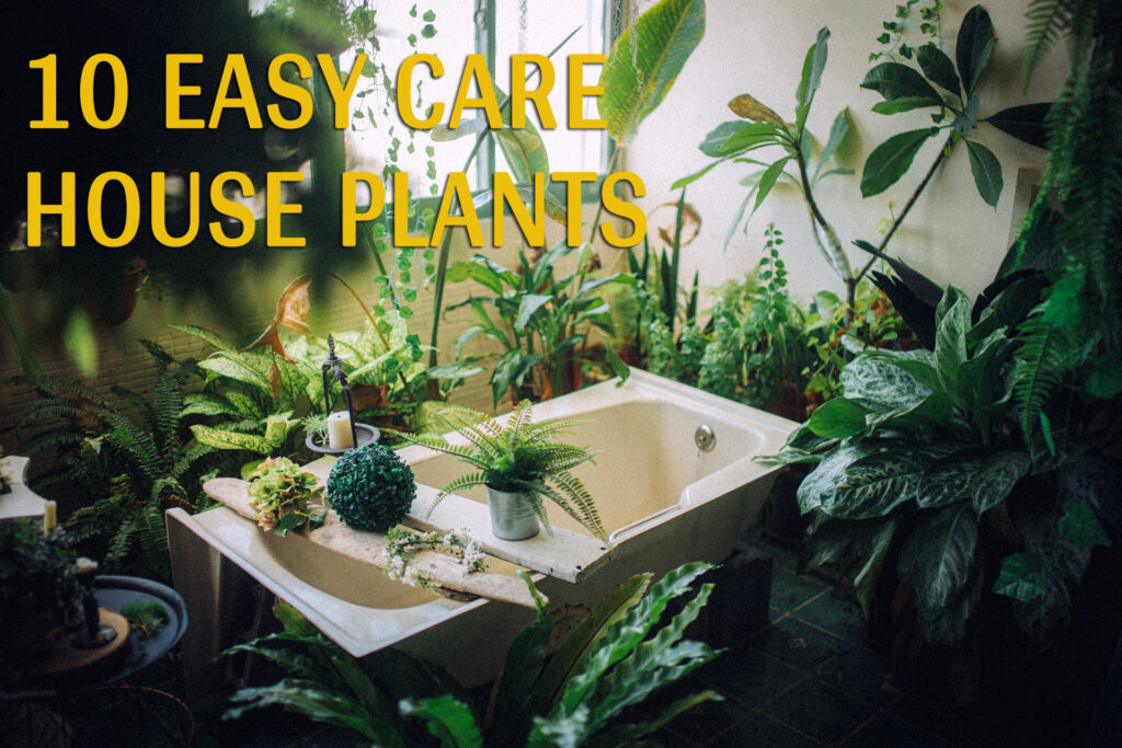 easy care plants Interior Design Blogs