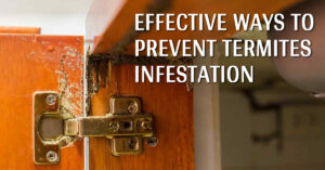 termites prevention Interior Design Blogs